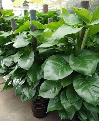 室内花卉图片大全(室内花卉图片大全大图)