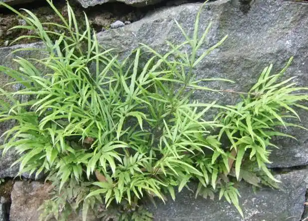 井边凤尾,井栏草,凤尾蕨,五指草来源:凤尾蕨科凤尾蕨属植物凤尾草