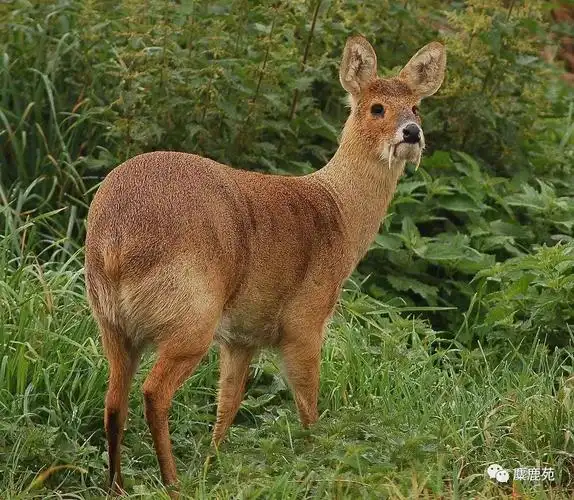 成年的獐体重9-14公斤,体长约1米,是一种小型的鹿类动物.