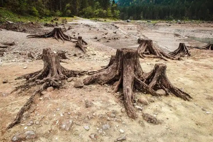 干枯的大地上砍伐后的老树桩