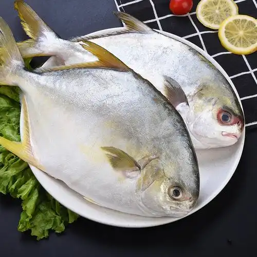 鲳鱼昌鱼新鲜海海昌金昌鱼平鱼海鲜水产捕金大金鲳鱼