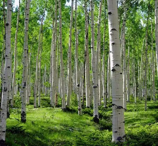 种白杨树的好处