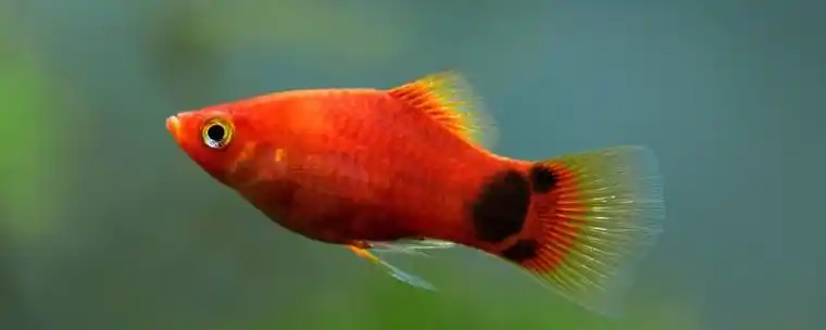 米奇鱼几个月可以繁殖繁殖后怎么护理