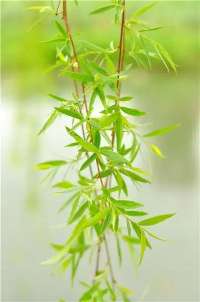 柳枝图片_全景网