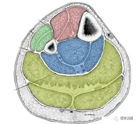 解剖_间隔_胫骨