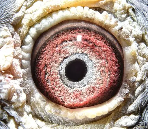 超级种鸽眼图集欣赏_日志_天一028鸽舍 - 赛鸽资讯网