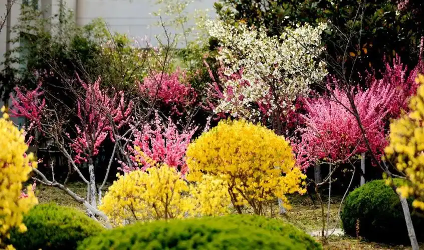 100张最美的春天,送给最美的临大人67!67