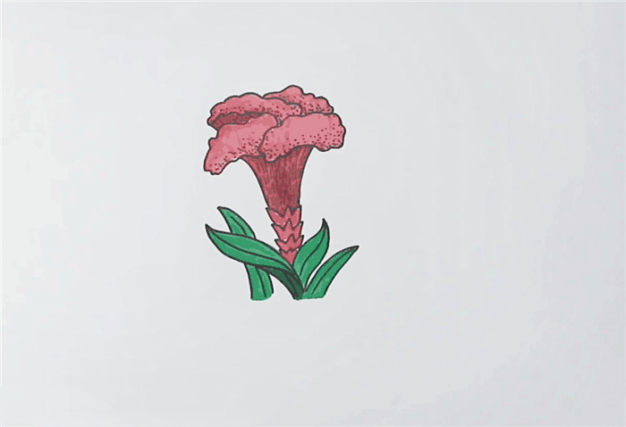 鸡冠花简笔画图片 花要怎么画