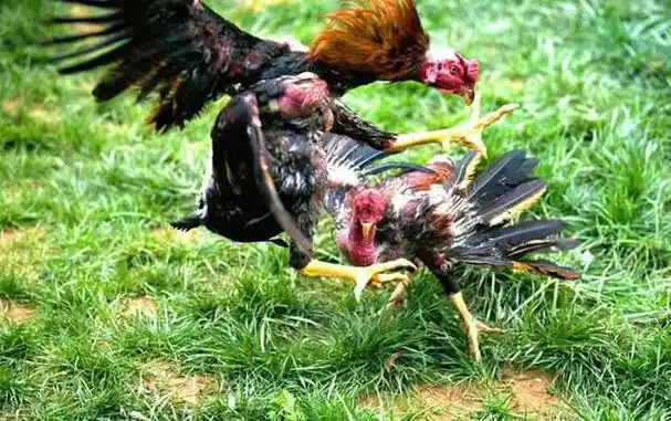 鸡打架有什么办法治?处理鸡欺生的正确方法