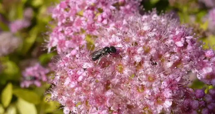 small carpenter bee on a flower