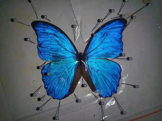 蓝闪蝶(拉丁学名:morpho menelaus,别称:蓝摩尔福蝶