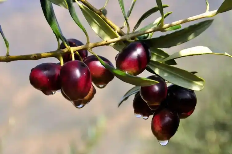 挂满翠绿的枝头一枚枚心形的橄榄果漫山遍野的油橄榄果成熟及半山地带