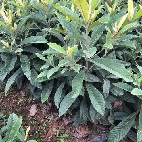 枇杷小苗枇杷树苗果园栽植园林观果苗木