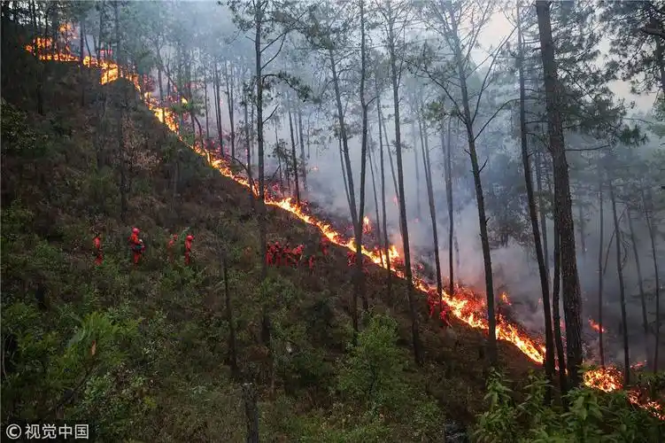 鏖战山火12年摄影师用照片留存橄榄绿的记忆