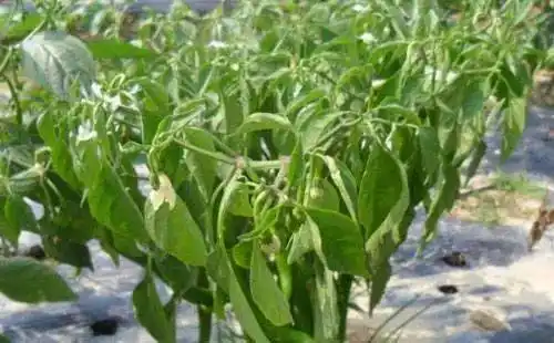 辣椒到底如何施肥才能获得较高产量