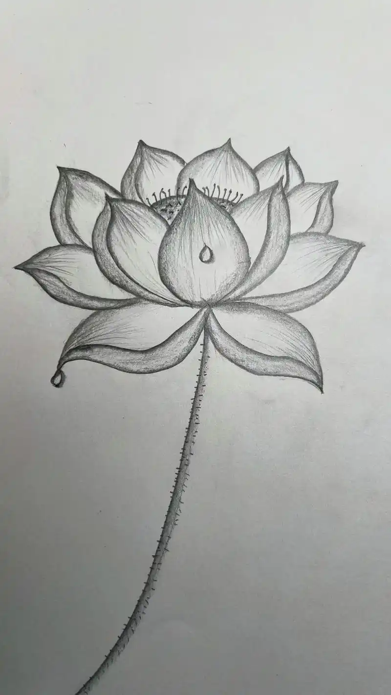 听说你们喜欢《莲花》手绘.2步教你花好看莲花,勾勒线条,细节 - 抖音