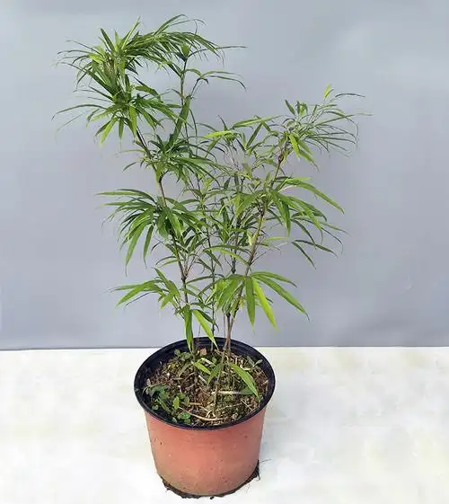 采缇 筇竹苗罗汉竹苗盆栽办公室阳台庭院绿化竹艺术盆景竹观赏竹 成年