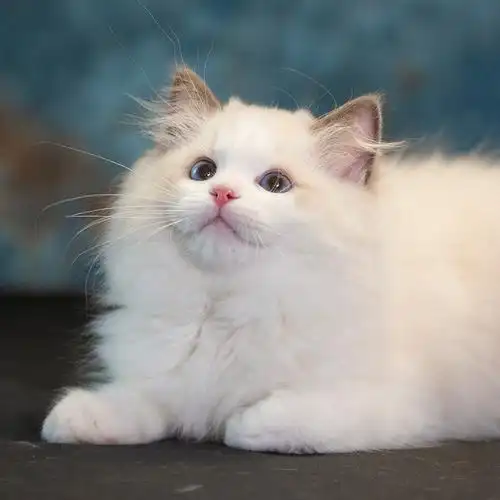 活体布偶猫纯种幼猫蓝眼海赛级宠物可爱猫咪