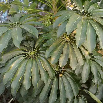 姿态优雅轻盈,形似伞状的昆士兰伞木