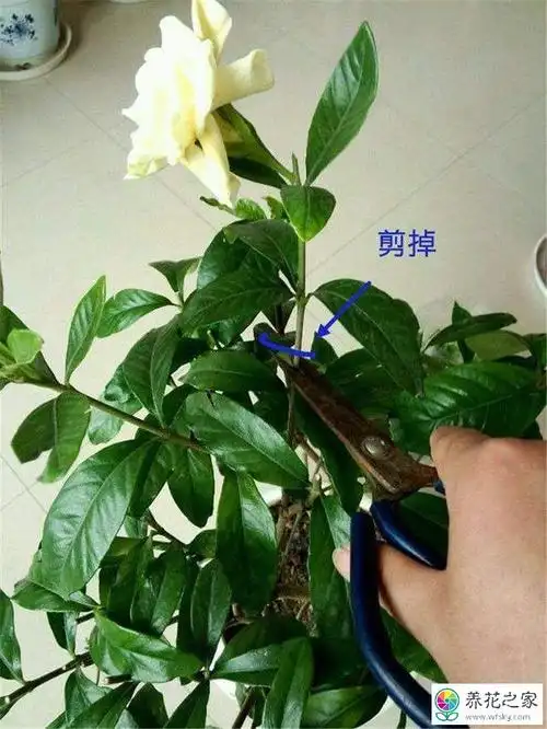 栀子花的修剪方法和注意事项
