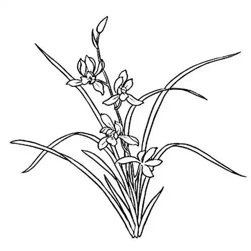 白兰花简笔画怎么画儿童兰花小鸟蝴蝶蜜蜂简笔画工笔兰花画法步骤图文