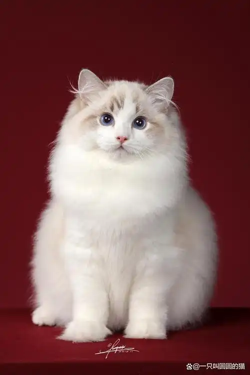 猫咪种类大全来啦!快来看看你pick哪只猫