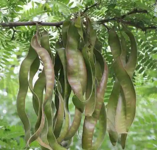 【异名】鸡栖子(《广志》),皂角(《肘后方》),大皂荚(《千金方》),长
