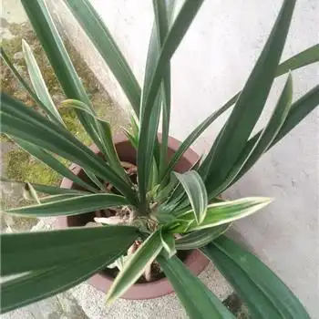 清秀苗黄金神童爪 - 中国兰花交易网