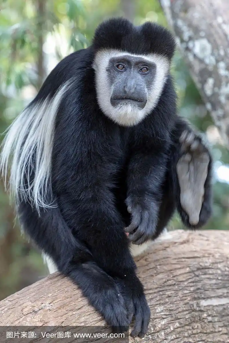 肯尼亚,疣猴属,非洲,猴子,自然