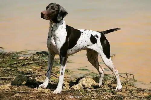 安泠的相册-痴迷指示犬-德国波音达