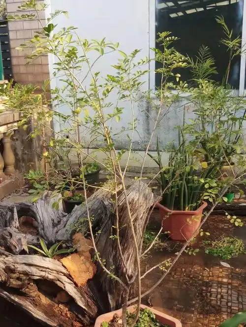 32021年10月第二次修剪图4.5.6#九里香  #我的日常