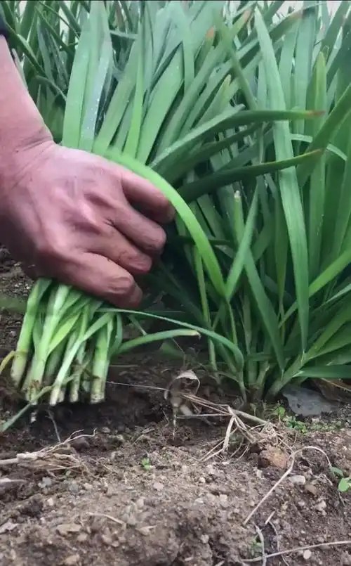 割韭菜是什么意思(割韭菜是什么意思饭圈)