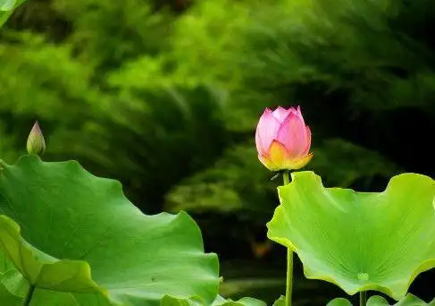 旅游 旅游资讯 正文   4.花上洒水要科学.