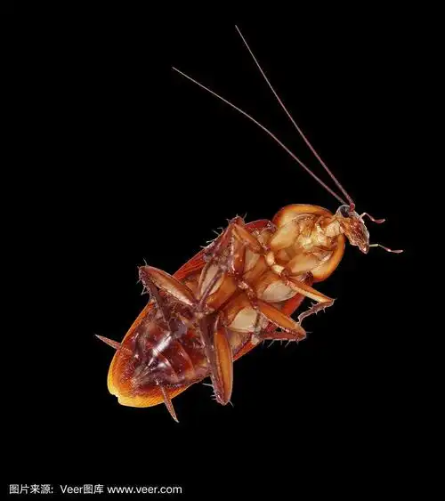 黑色背景上的蟑螂