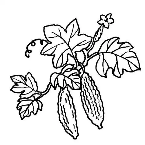 正文内容苦瓜是葫芦科植物为一年苦瓜简笔画画法6张苦瓜简笔画推