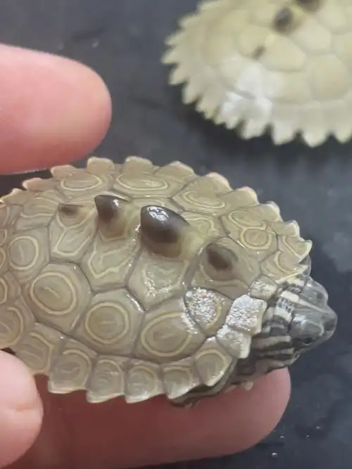 黑瘤地图龟 健康全品 喜欢带走#[话题]#地图龟  #黑瘤地图龟  #乌龟