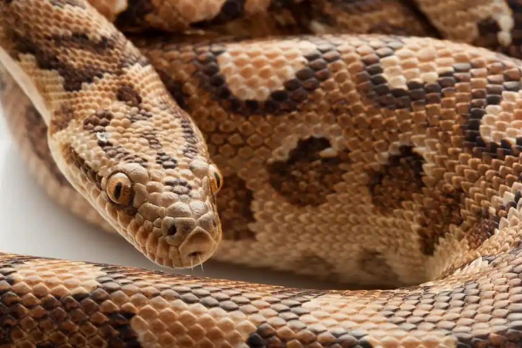 阿根廷彩虹蟒,阿根廷彩虹蛇(epicrates cenchria alvarezi),在白色