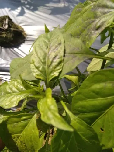 整棵辣椒叶子黄是病害还是缺肥