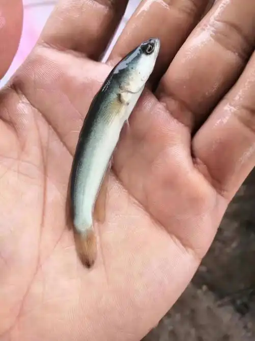 秋颖 白甲雷龙 白乌鱼 白乌鱼苗 白化黑鱼 活体观赏鱼 淡水凶猛鱼 白