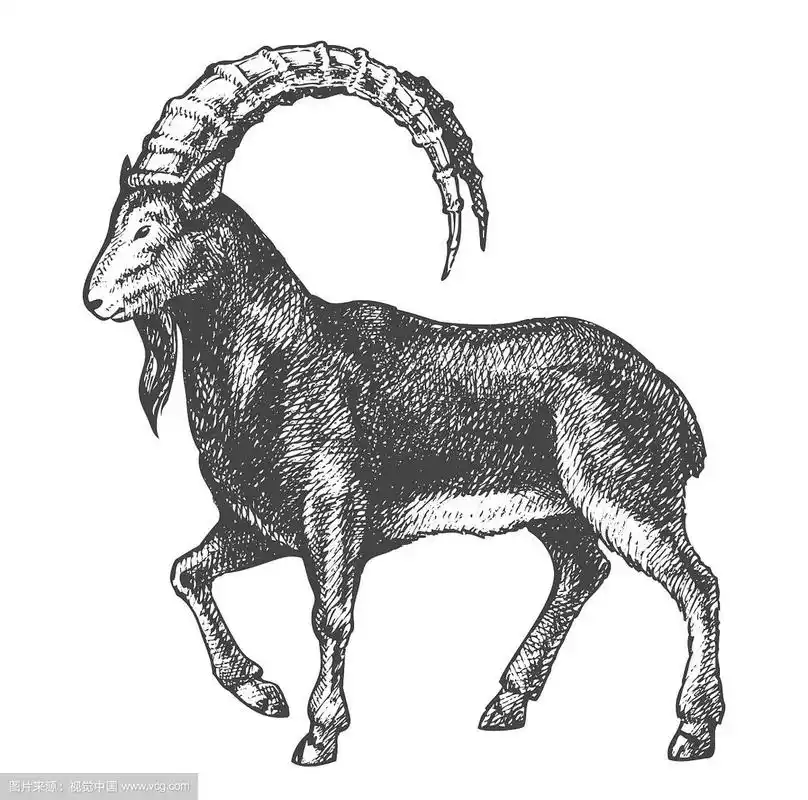 山羊画