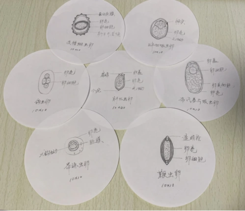张惠飚绘制寄生虫卵图片
