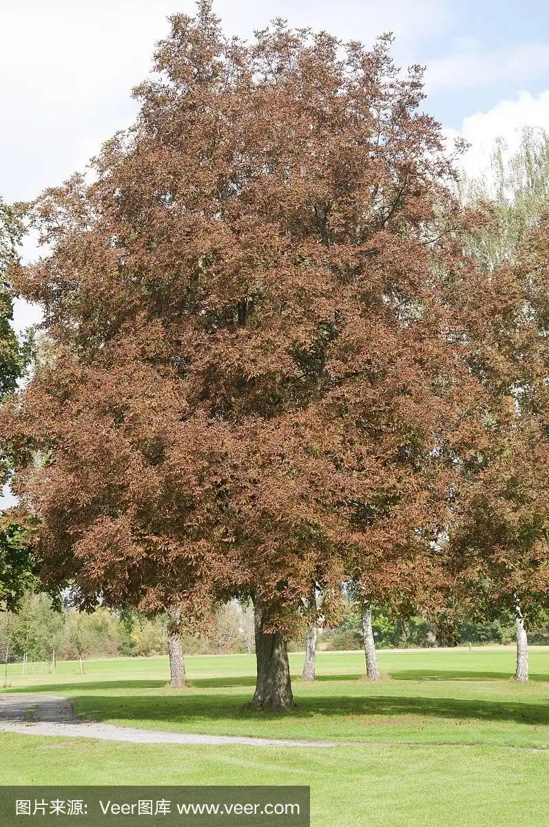 德国秋天的马栗树