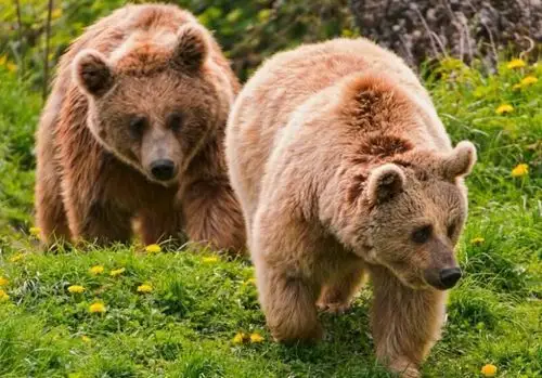 动物世界 ――棕熊捕鱼