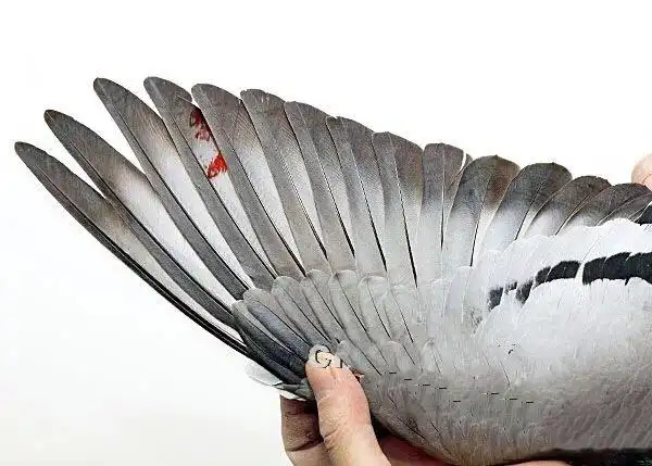 高位成绩鸽的三种翅膀!