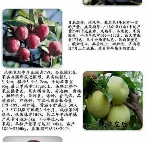 平顶山秋姬李子苗价格