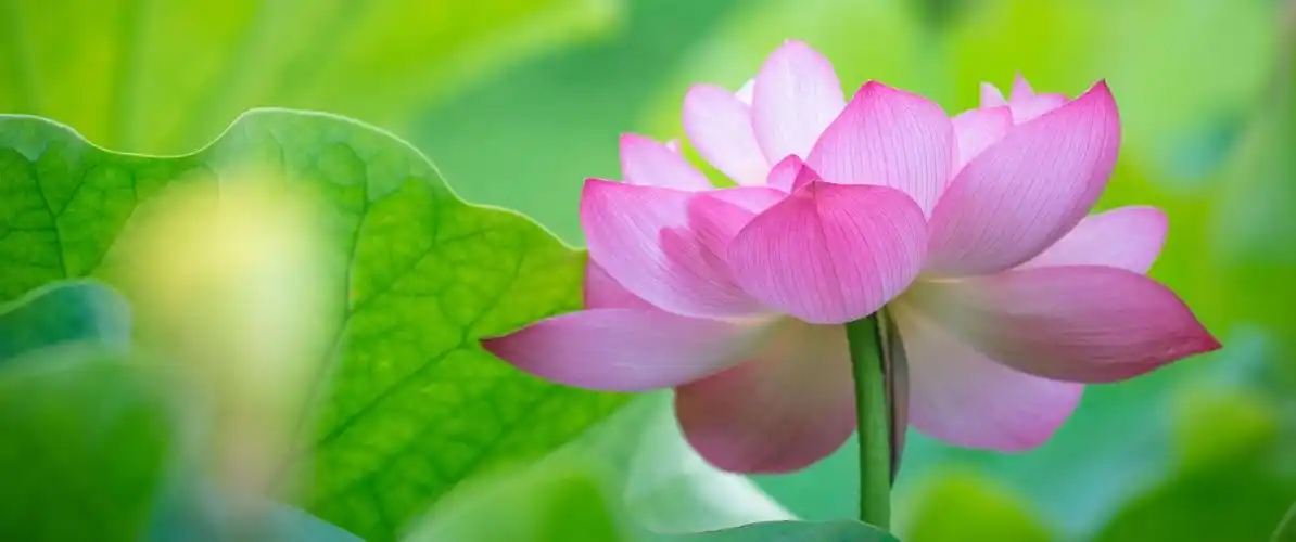 粉色荷花3440x1440带鱼屏壁纸_4k风景图片高清壁纸_墨鱼部落格