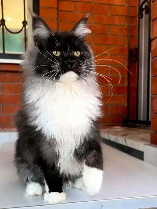 个性的黑加白缅因弟弟