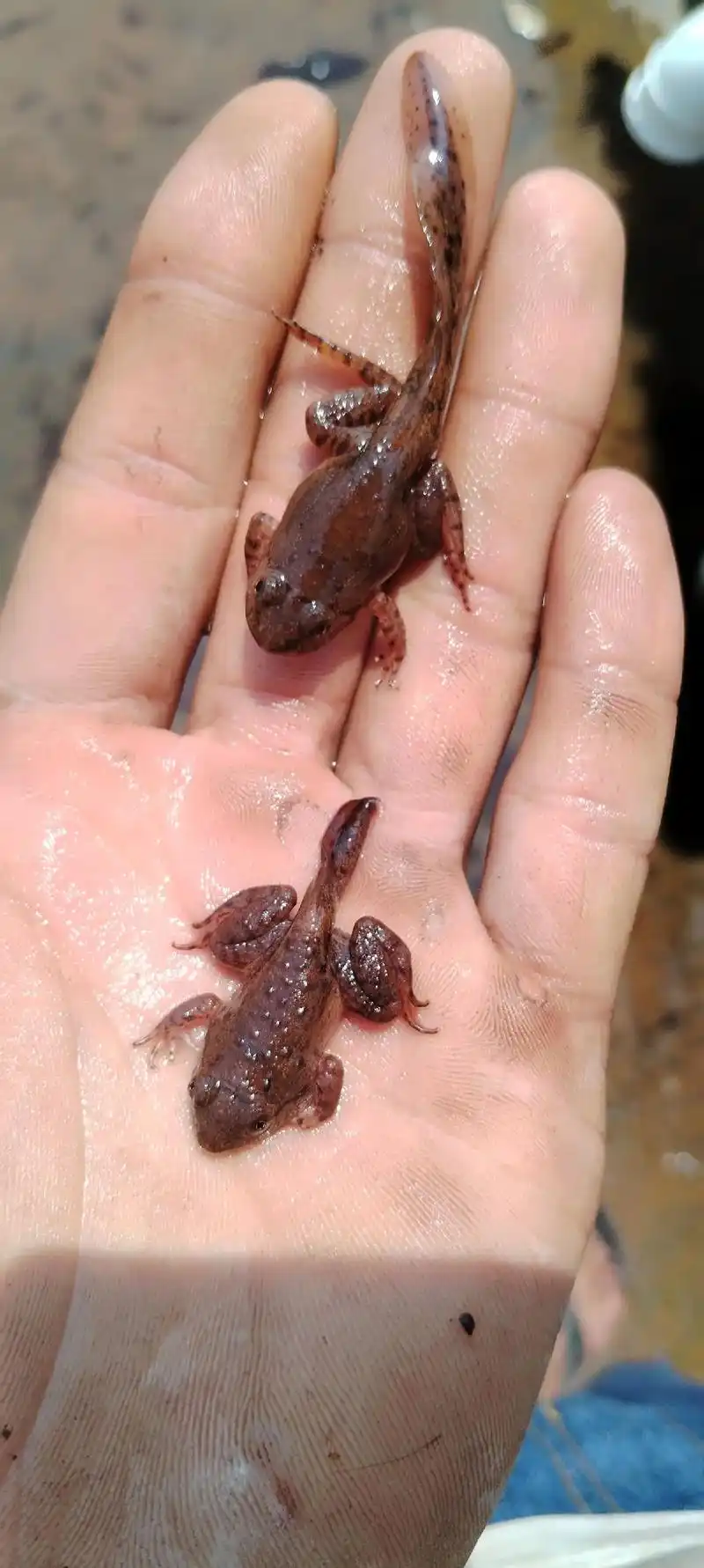 蝌蚪变蛙过程#石蛙养殖 #特种水产养殖 #滋补佳品 - 抖音