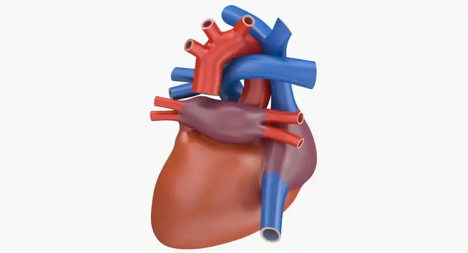 心脏切角3d模型