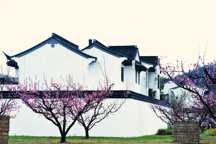 桃花园里的白墙灰瓦